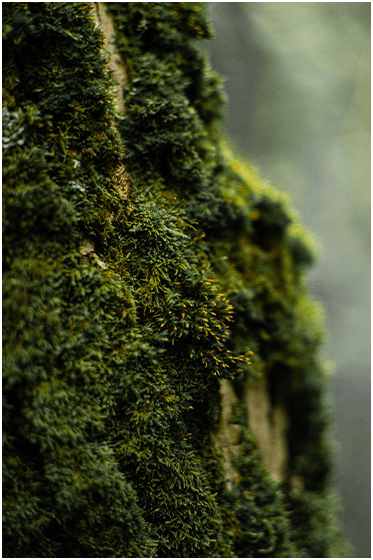 Mossy Woods